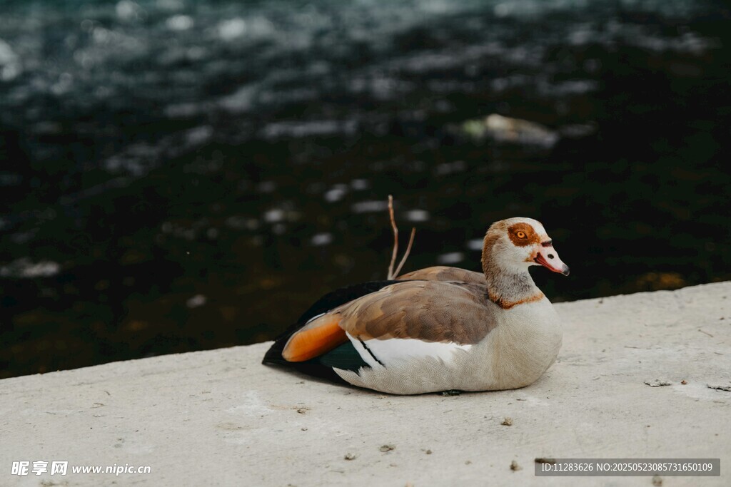 水边休憩的埃及雁