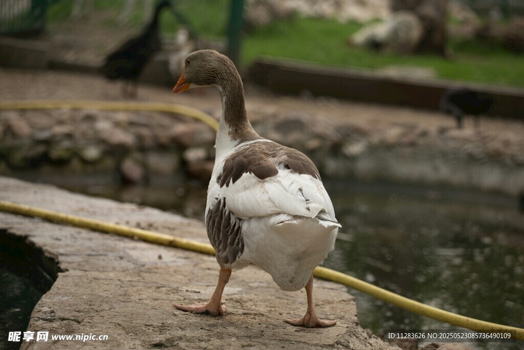 岸边绳索拴着的一只鹅
