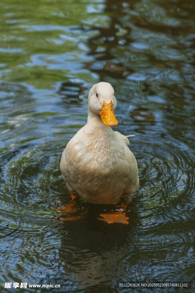 水中白鸭泛起圈圈涟漪