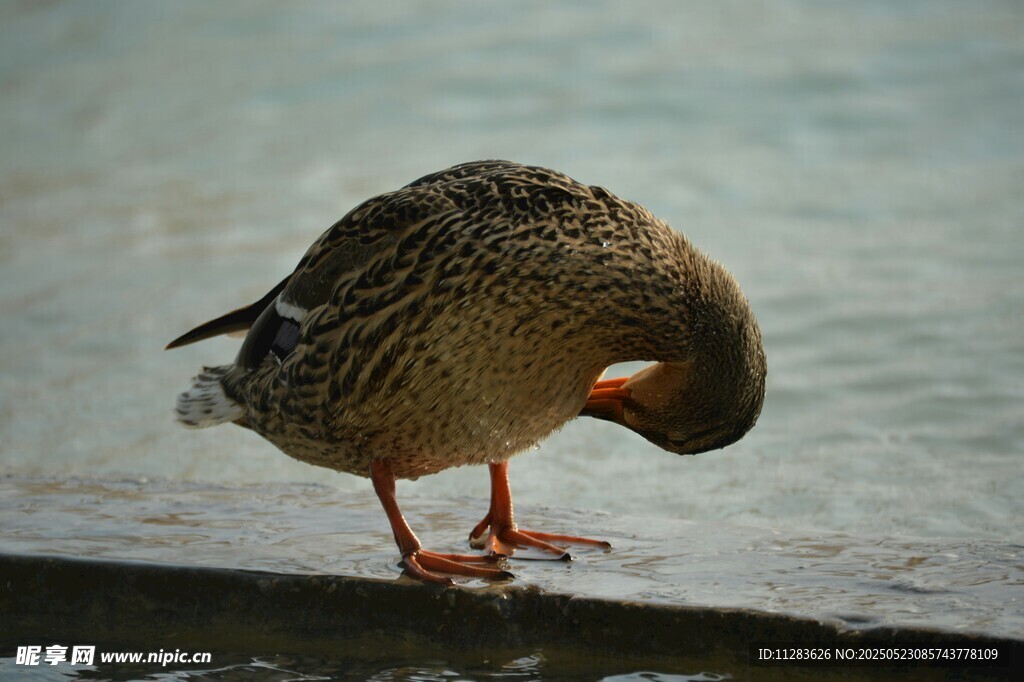 岸边低头整理羽毛的鸭子