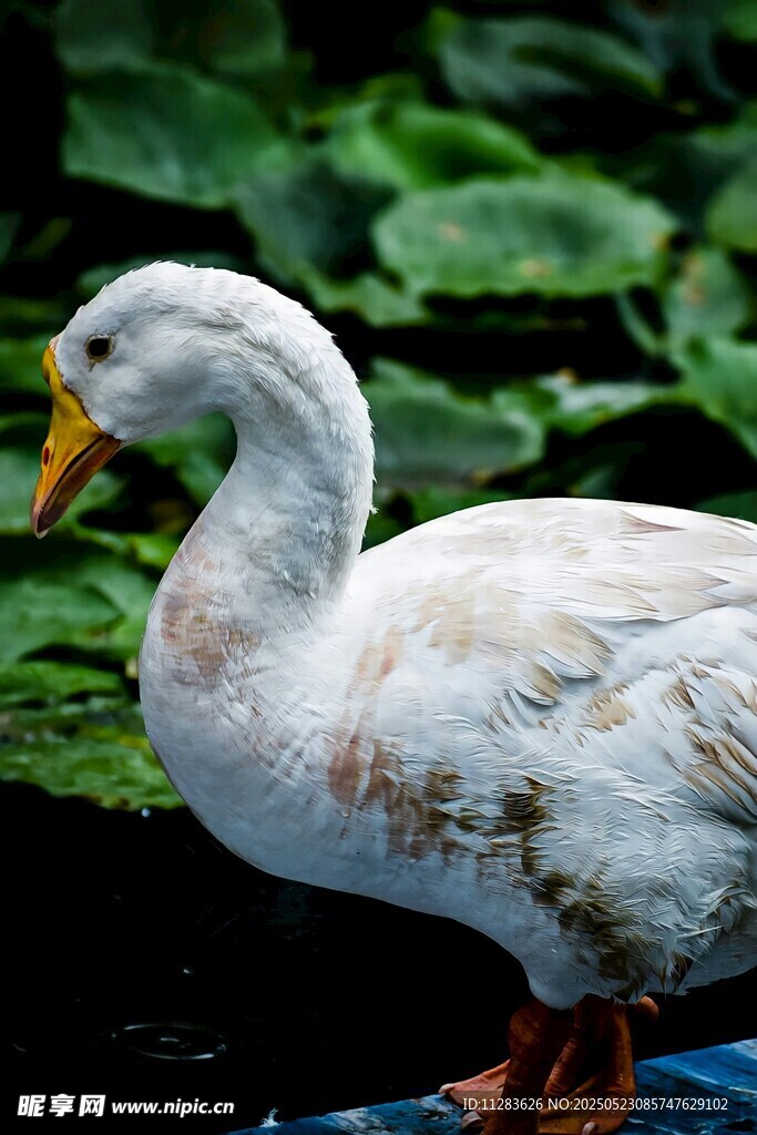 池塘边的白鸭