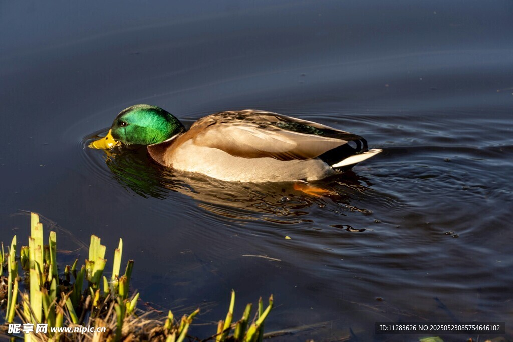 绿头鸭水中悠然游动