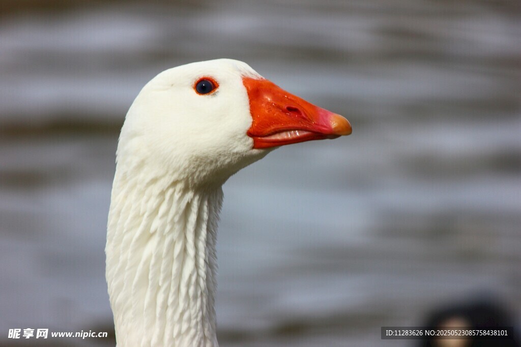 白鹅特写