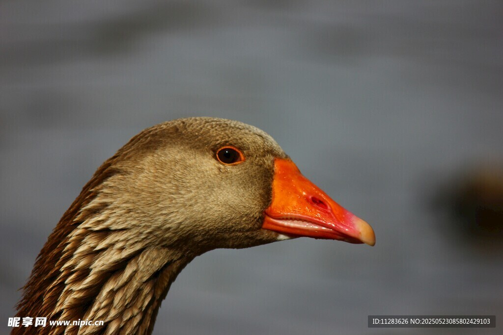 灰鹅特写