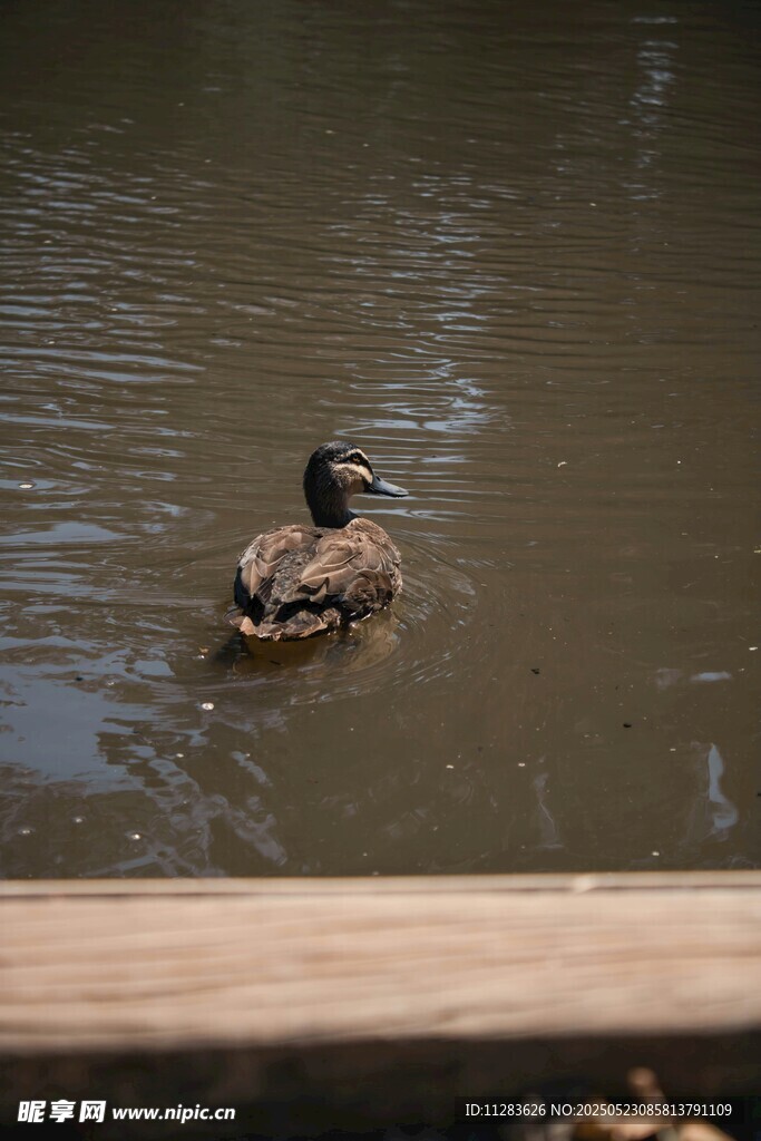 水中游弋的鸭子