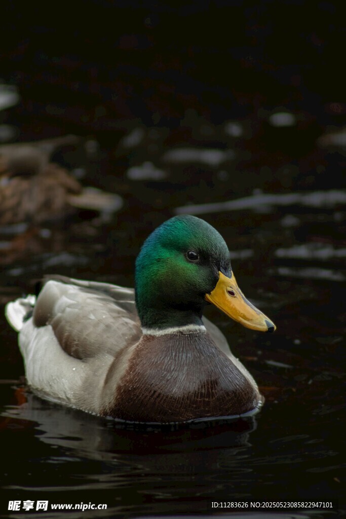 绿头鸭水中悠游
