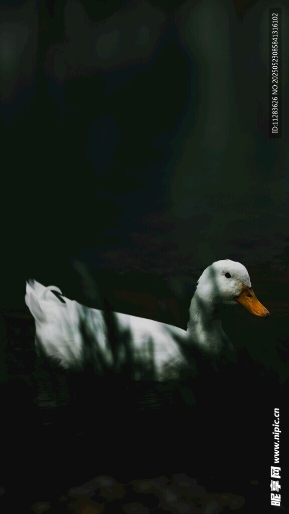 水中游弋的白鸭子