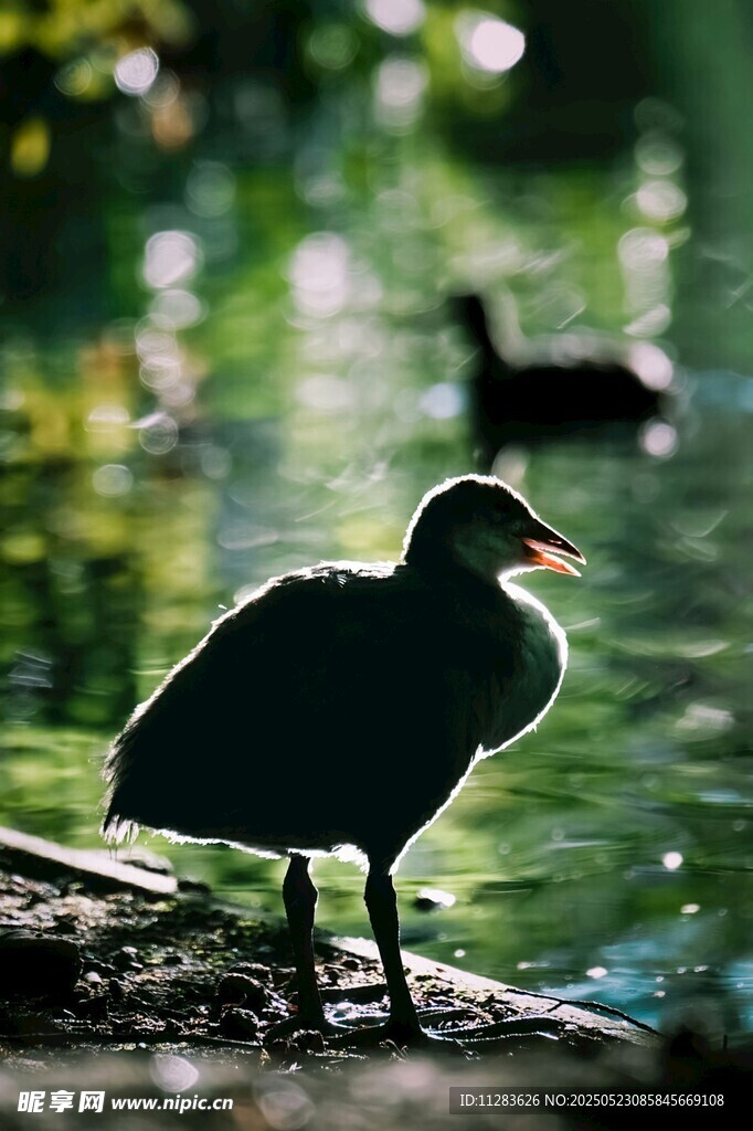 水边静立的黑鸟