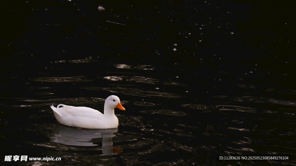 水中白鸭悠然游