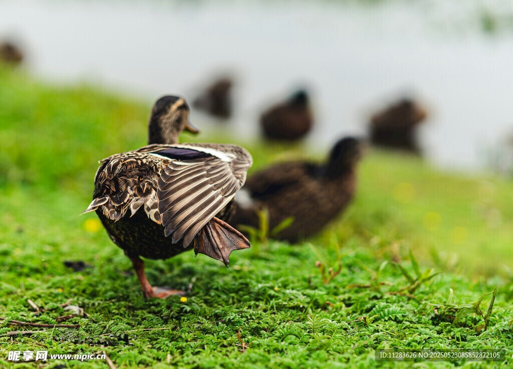草地上展翅的鸭子