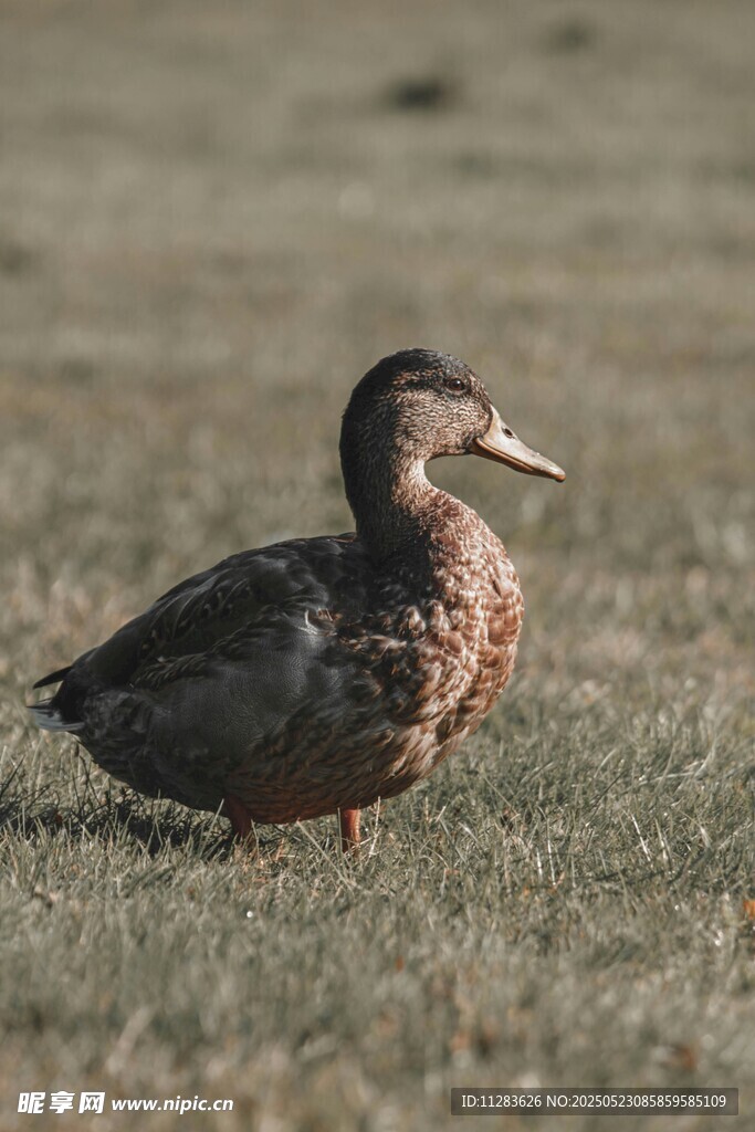草地上的一只鸭子