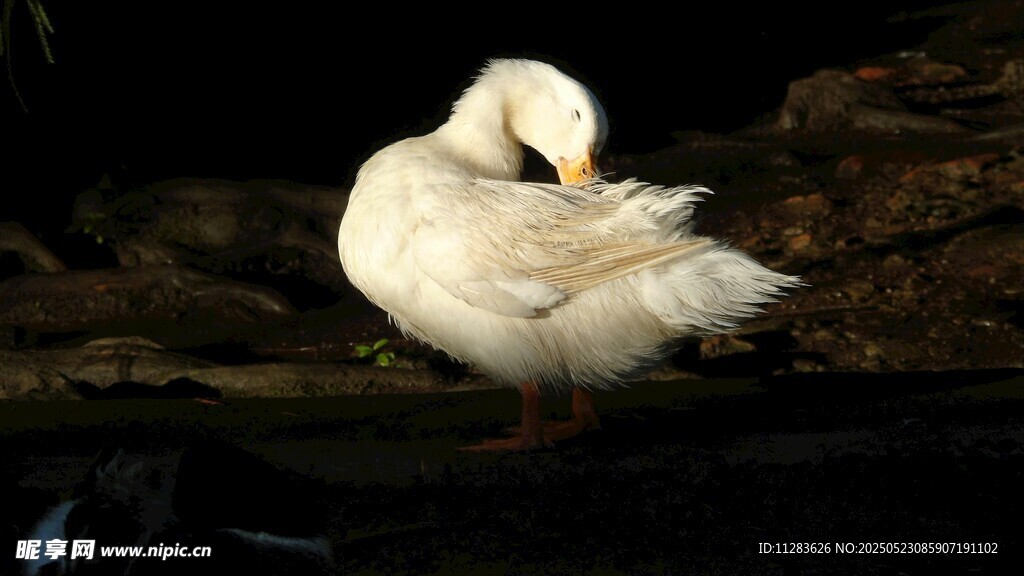 白鸭水中专注理羽毛