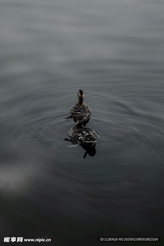 水面上的野鸭