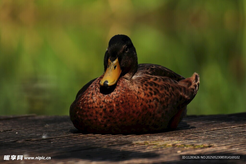 休憩的野鸭