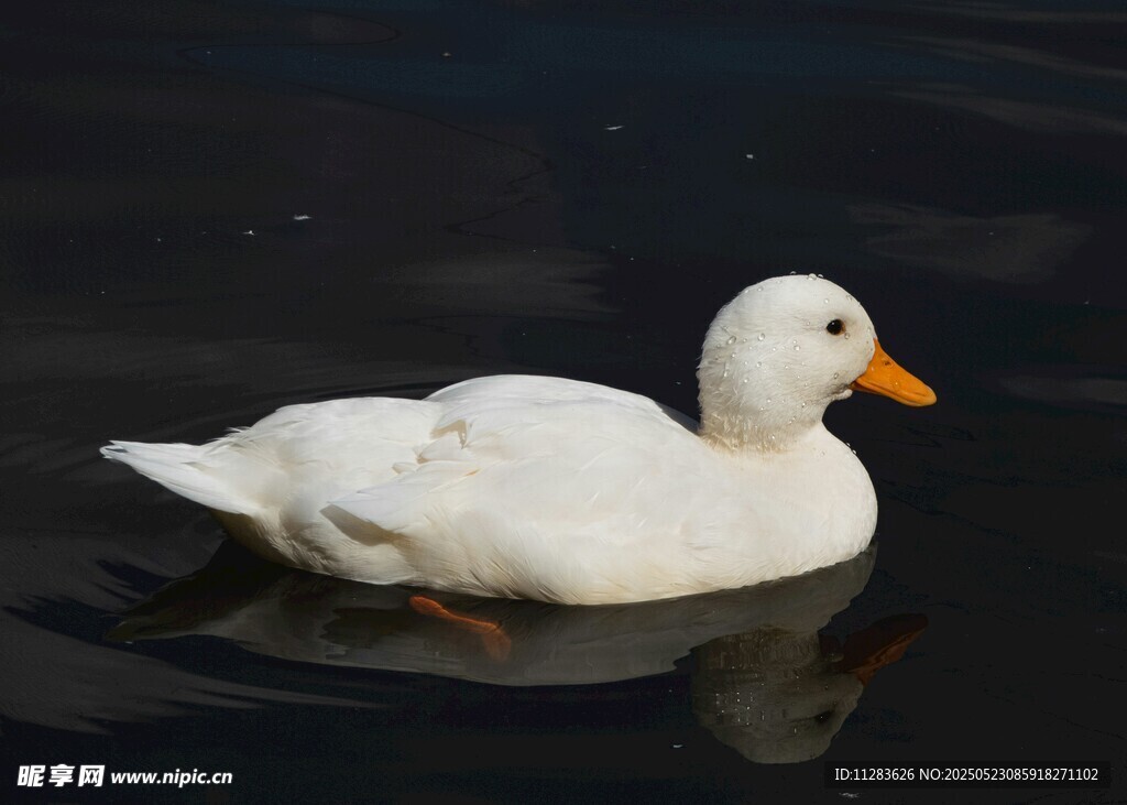 水中游弋的白色鸭子