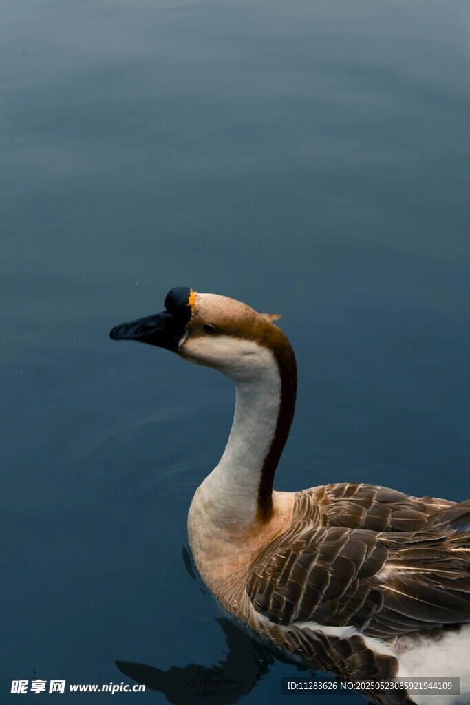 水中的斑头雁