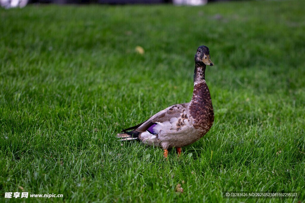 草地上的鸭子