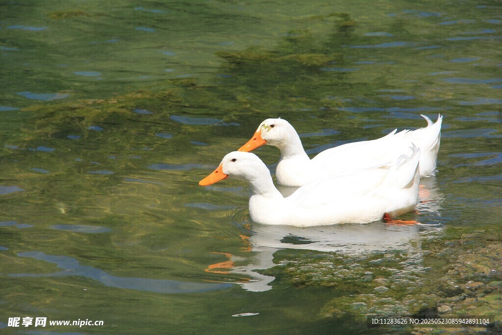 水中双鹅悠游