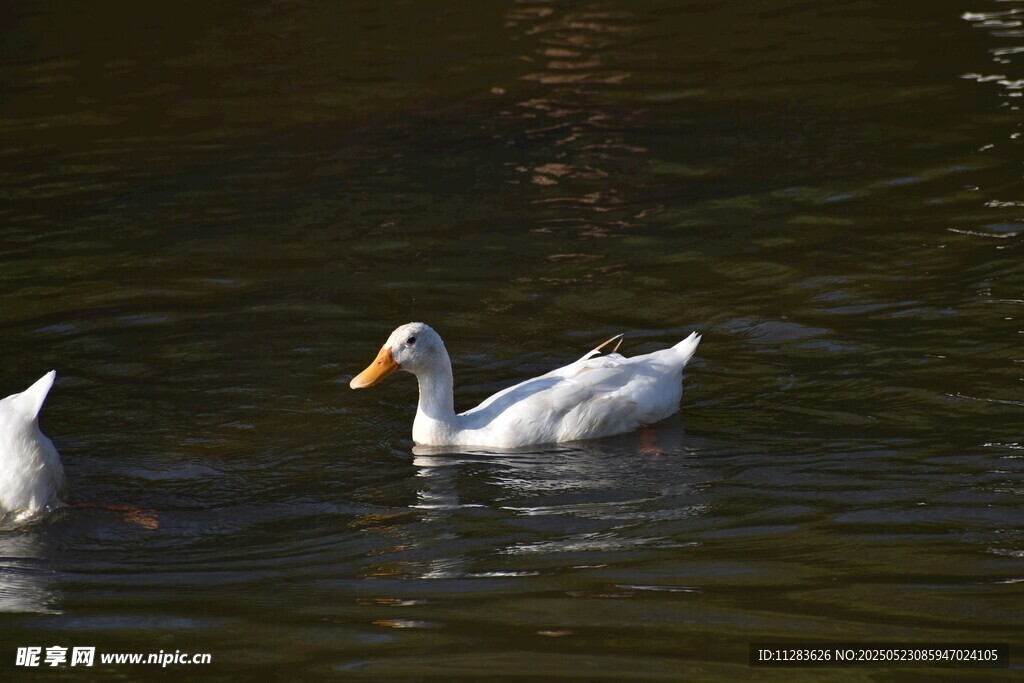 水中游弋的白鸭