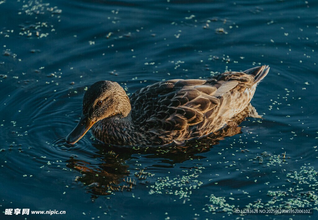 水中游弋的棕色野鸭