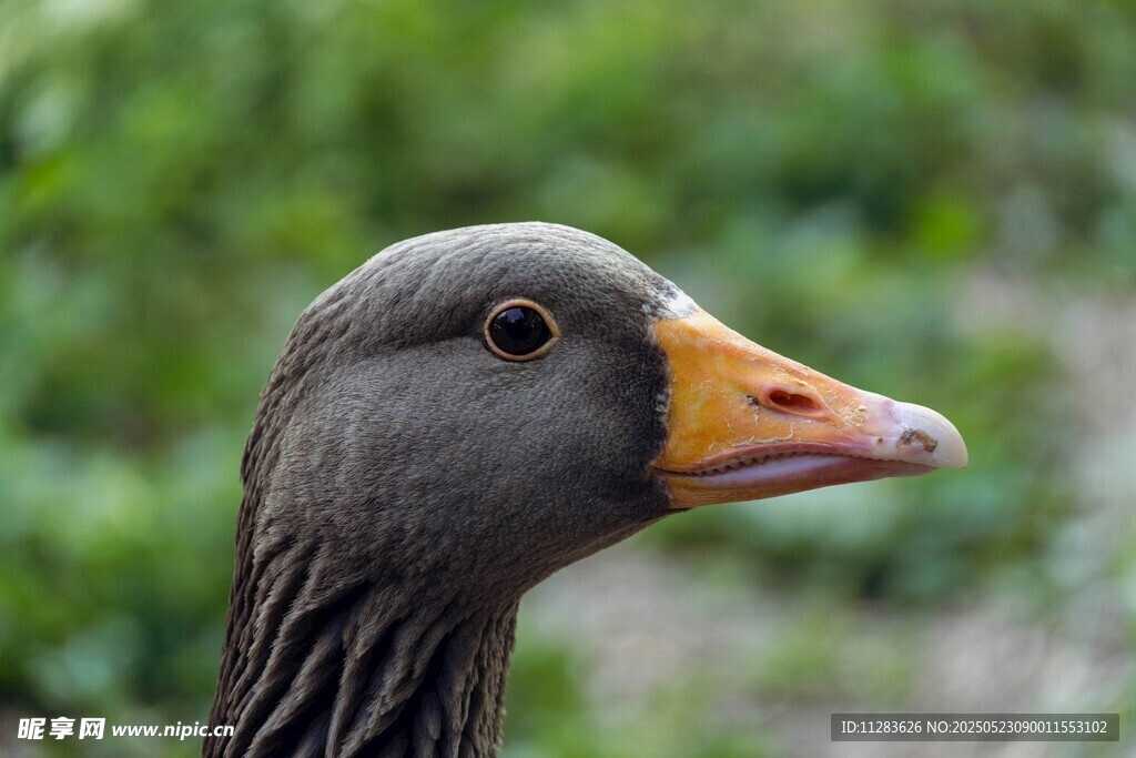 灰鹅特写