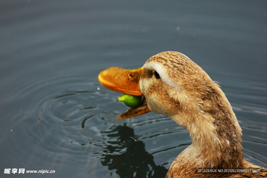 鸭子水中衔物进食瞬间