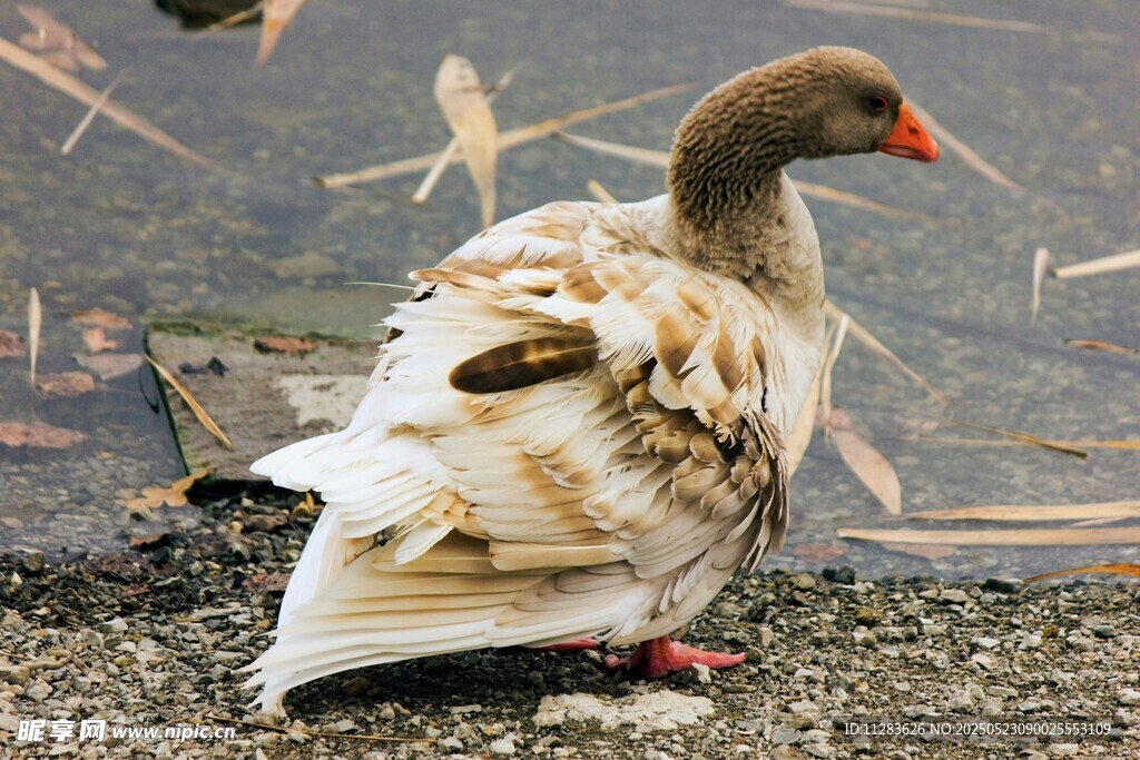 岸边休憩的美丽灰羽鹅