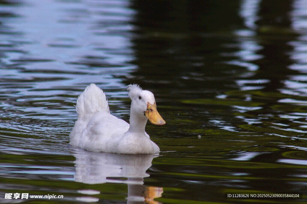 水中白鸭悠然自得