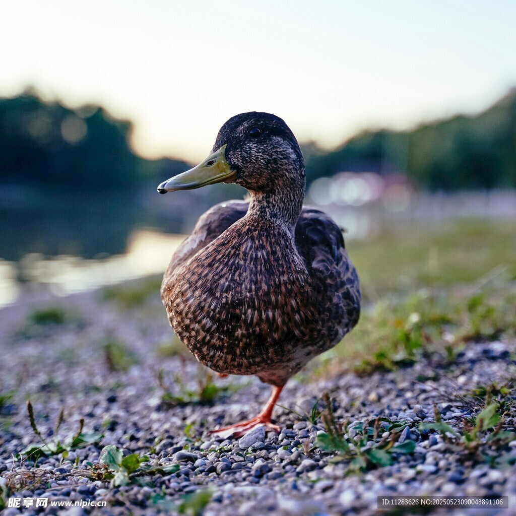 岸边独行的斑点鸭子