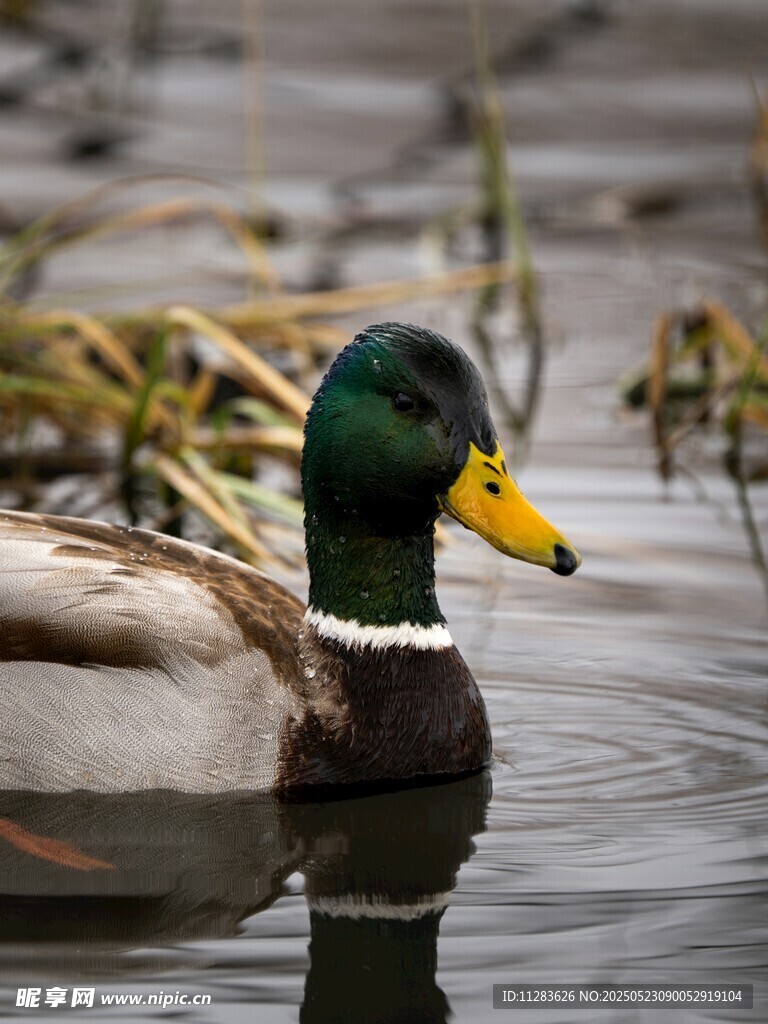 绿头鸭悠游于水面