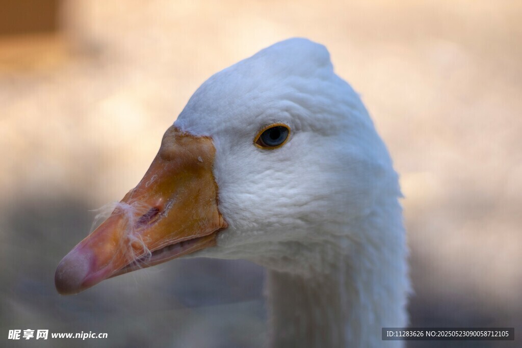 白鹅特写