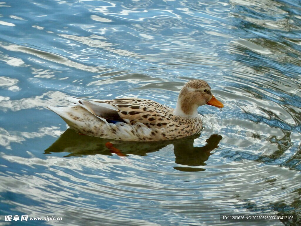 水中游弋的斑点鸭子