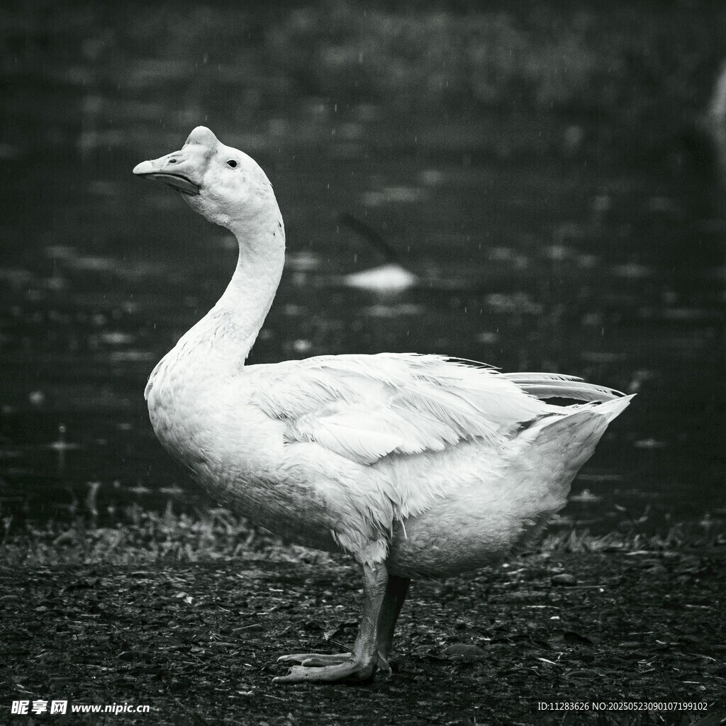 站立的白鹅