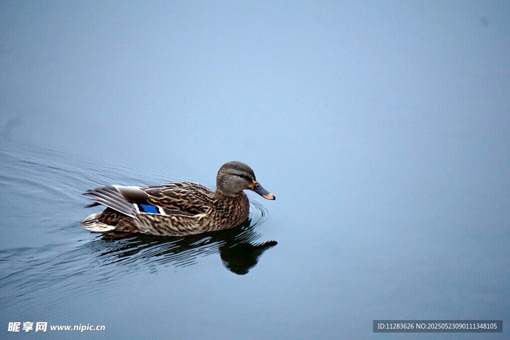 水中游弋的鸭子