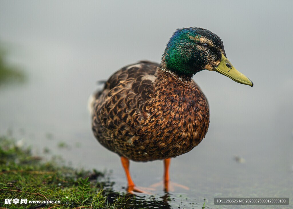 岸边站立的多彩野鸭