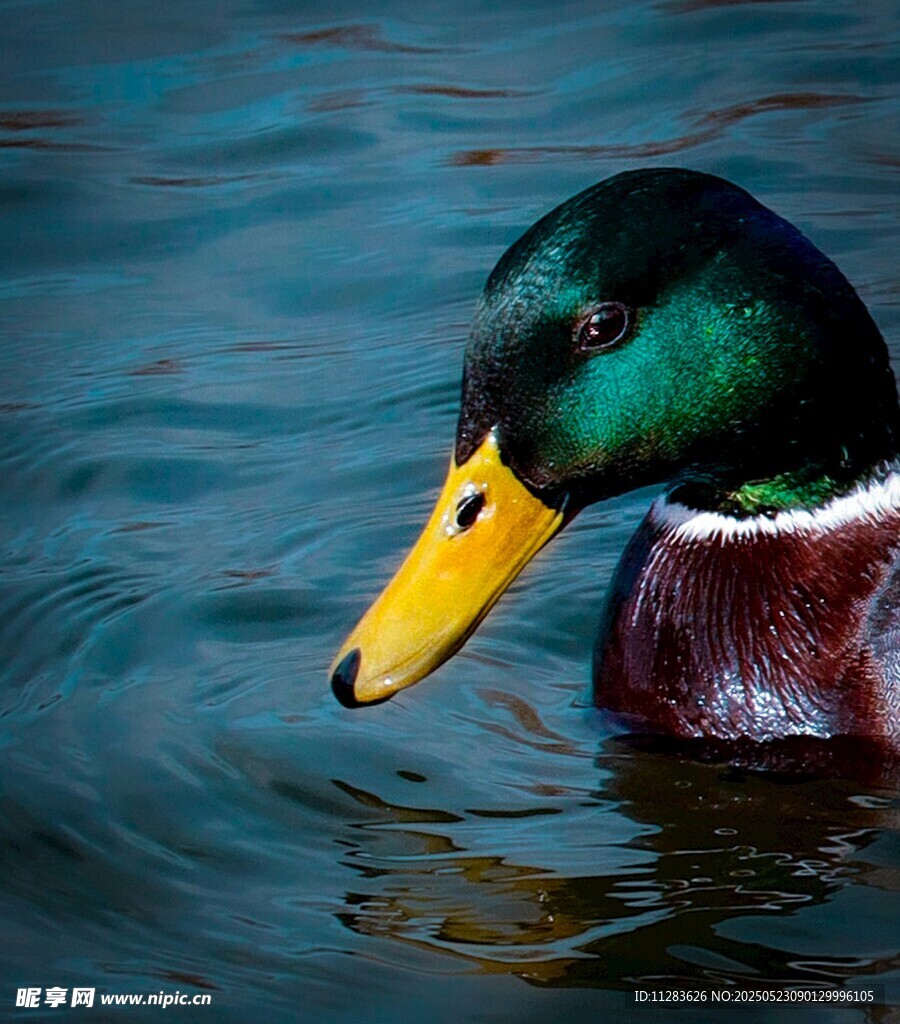 绿头鸭水中悠游