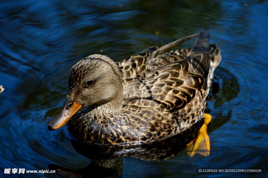水中游弋的斑点鸭子