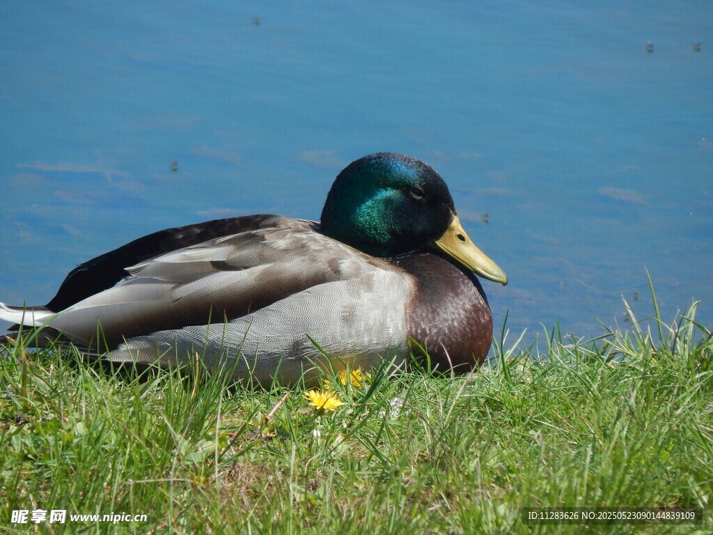 草地上休憩的绿头鸭