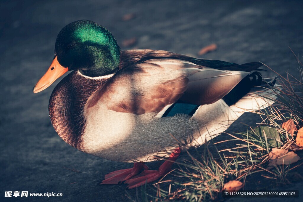 静卧水边的绿头鸭