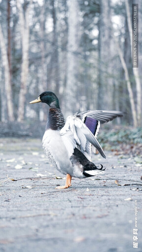 雪地中展翅的鸭子