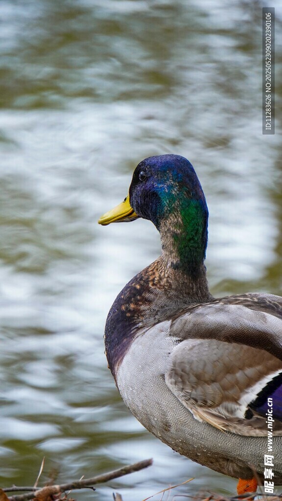 水边绿头鸭特写