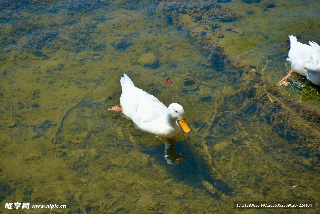 水中游弋的白鸭