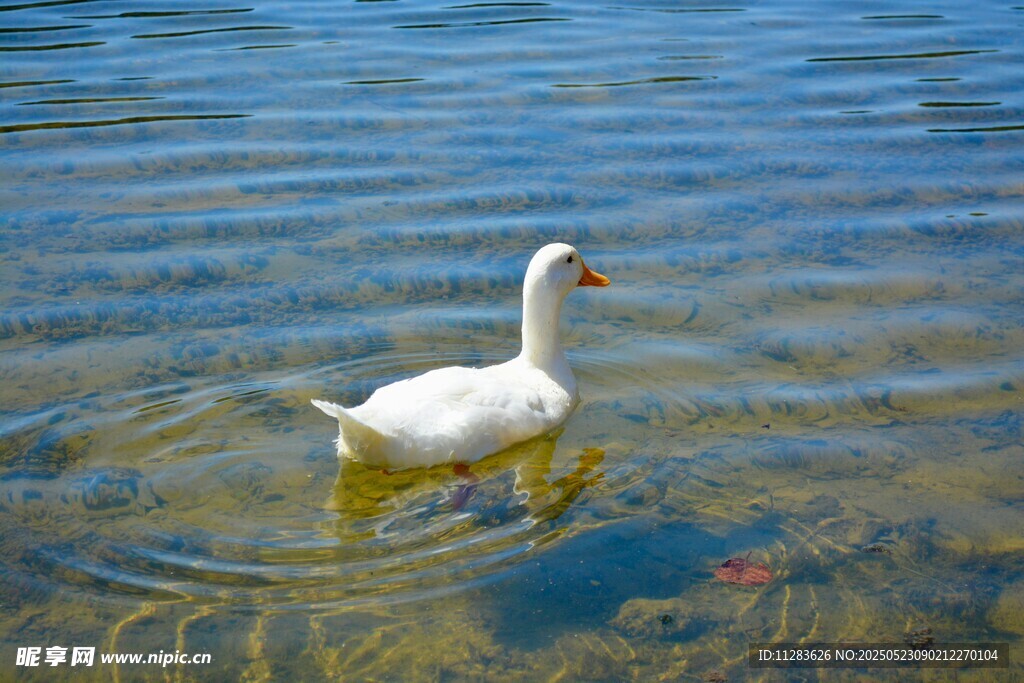 水中白鹅悠游