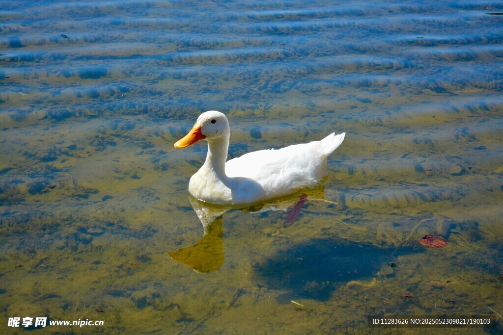 水中白鸭悠然自得