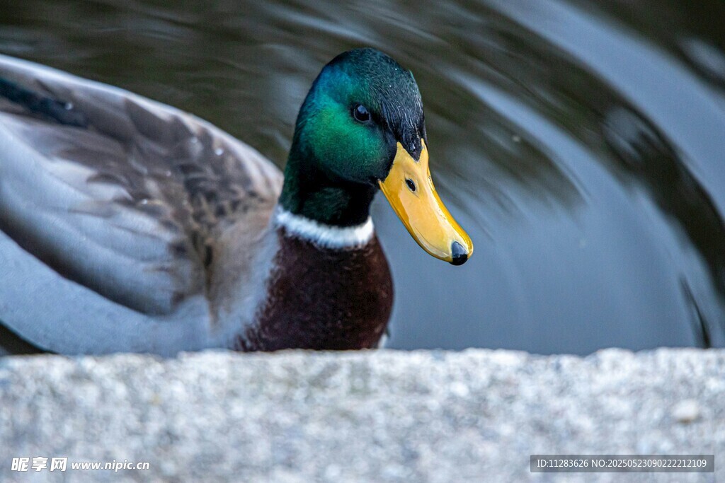 池塘边的绿头鸭