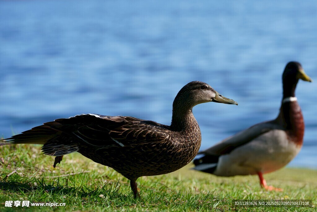 草地上的两只鸭子