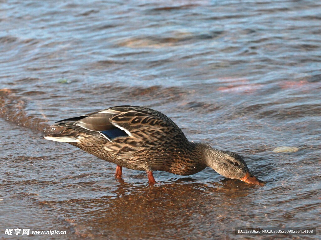 岸边野鸭低头饮水