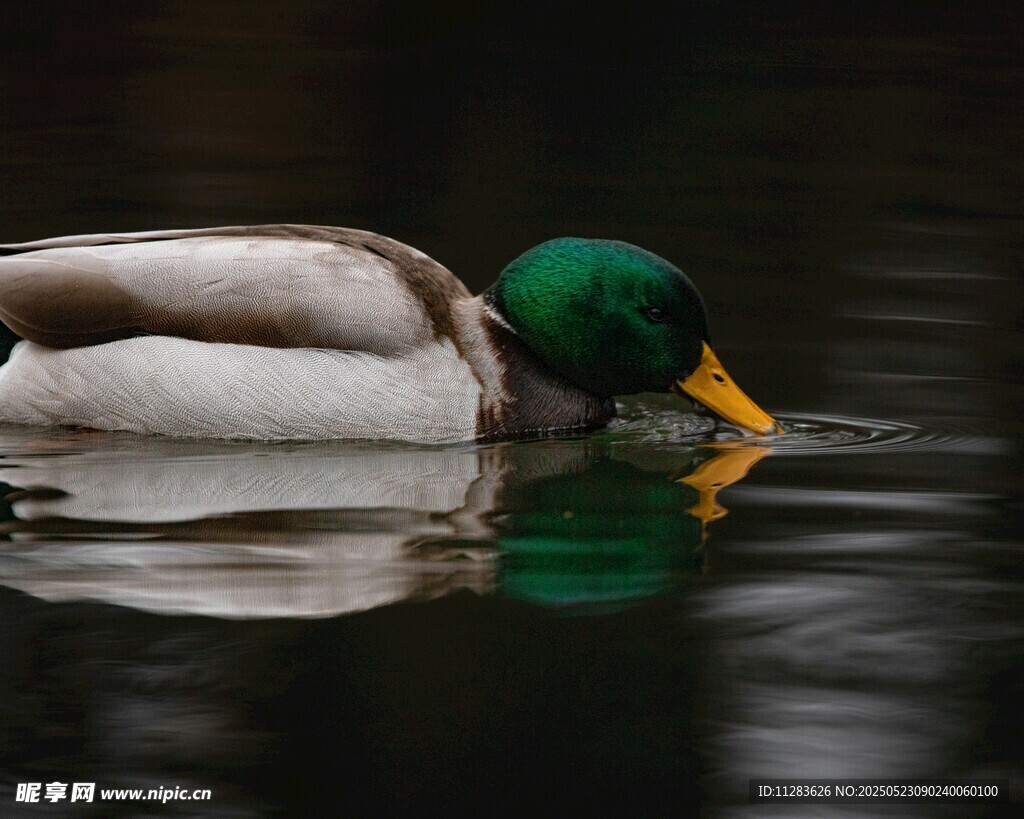 绿头鸭水中悠然觅食