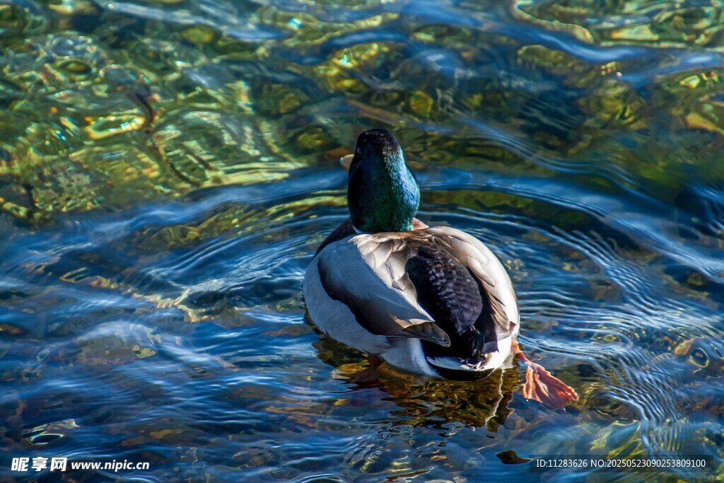 水中游弋的绿头鸭