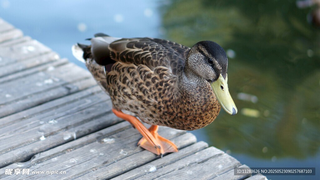 木栈道上的野鸭